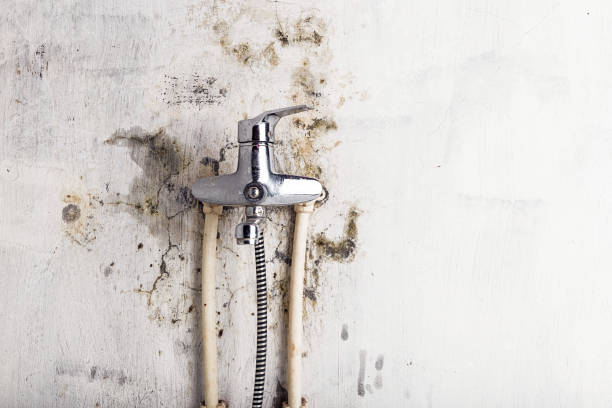 Best Preventive Mold Services in Lombard, IL