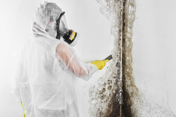 Best Black Mold Remediation in Lombard, IL