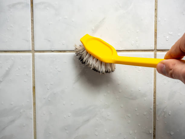 Best White Mold Remediation in Lombard, IL