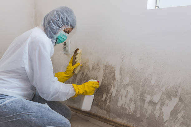 Best Emergency Mold Remediation in Lombard, IL