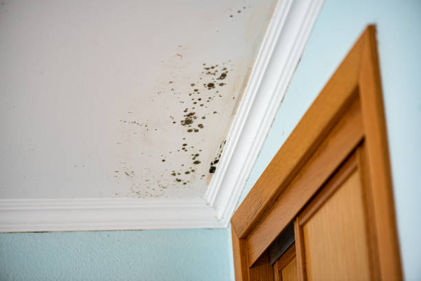Best Post-Flood Mold Remediation in Lombard, IL