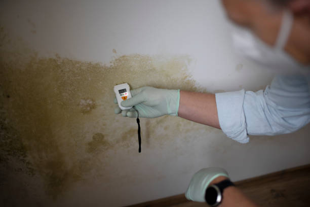 Best Mold Remediation for Schools in Lombard, IL